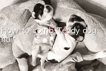 How to comb Teddy dog ​​hair