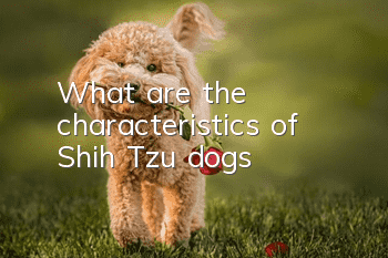What are the characteristics of Shih Tzu dogs?