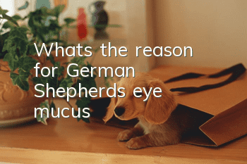 What’s the reason for German Shepherd’s eye mucus?