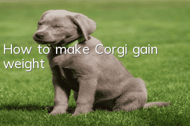 How to make Corgi gain weight