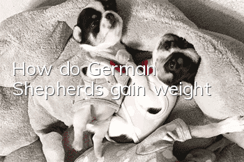 How do German Shepherds gain weight?