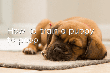 How to train a puppy to poop