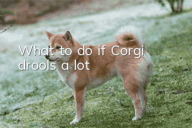 What to do if Corgi drools a lot