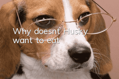 Why doesn’t Husky want to eat?