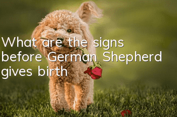 What are the signs before German Shepherd gives birth?