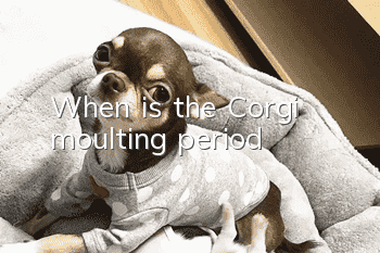 When is the Corgi moulting period?