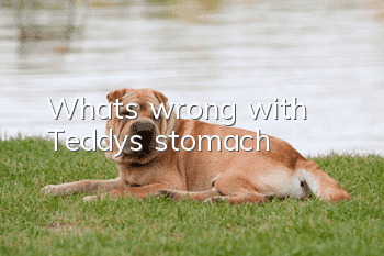 What's wrong with Teddy's stomach?