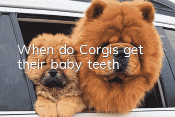 When do Corgis get their baby teeth?