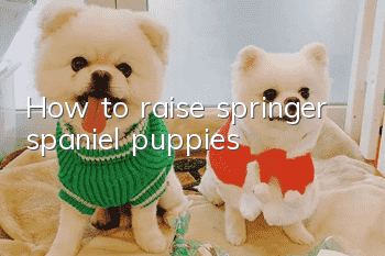 How to raise springer spaniel puppies