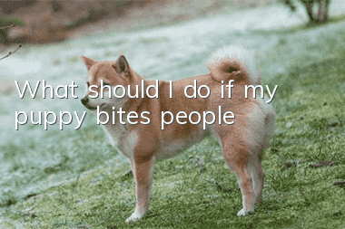 What should I do if my puppy bites people?