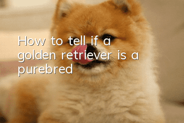 How to tell if a golden retriever is a purebred?