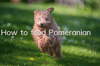 How to feed Pomeranian