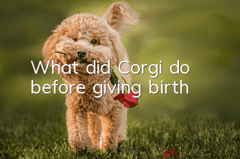 What did Corgi do before giving birth?