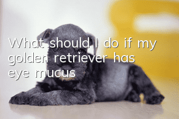 What should I do if my golden retriever has eye mucus?