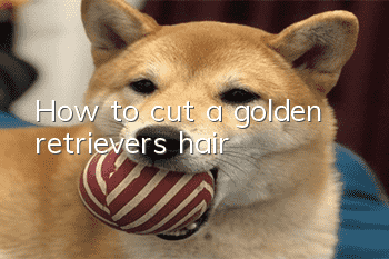 How to cut a golden retriever's hair