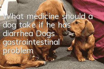 What medicine should a dog take if he has diarrhea? Dog’s gastrointestinal problem!