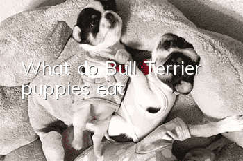 What do Bull Terrier puppies eat?