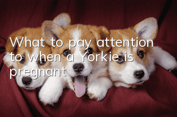 What to pay attention to when a Yorkie is pregnant