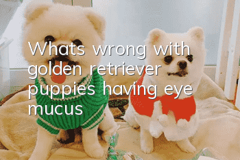 What’s wrong with golden retriever puppies having eye mucus?