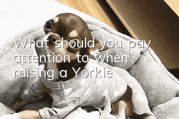 What should you pay attention to when raising a Yorkie?