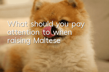 What should you pay attention to when raising Maltese?