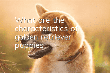 What are the characteristics of golden retriever puppies?
