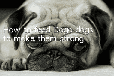 How to feed Dogo dogs to make them strong