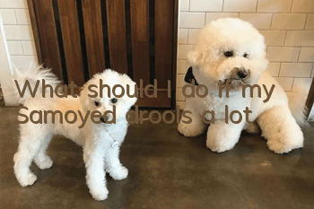 What should I do if my Samoyed drools a lot?