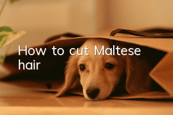How to cut Maltese hair