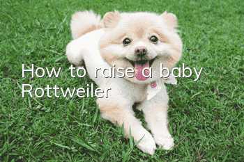 How to raise a baby Rottweiler
