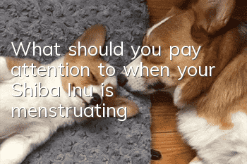 What should you pay attention to when your Shiba Inu is menstruating?