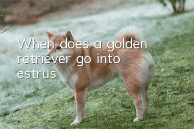 When does a golden retriever go into estrus?