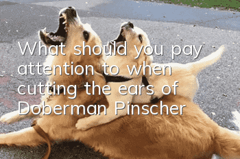 What should you pay attention to when cutting the ears of Doberman Pinscher?