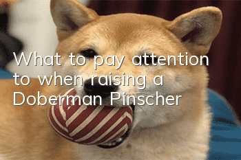 What to pay attention to when raising a Doberman Pinscher