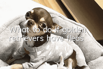 What to do if golden retrievers have fleas