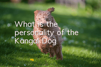 What is the personality of the Kangal Dog?