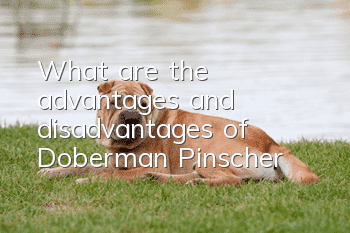 What are the advantages and disadvantages of Doberman Pinscher