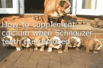 How to supplement calcium when Schnauzer teeth are replaced