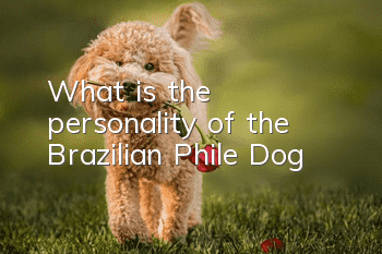 What is the personality of the Brazilian Phile Dog?