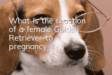 What is the reaction of a female Golden Retriever to pregnancy?