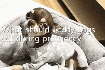 What should Teddy dogs eat during pregnancy?