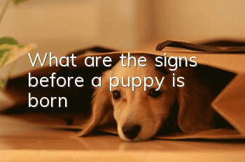What are the signs before a puppy is born?