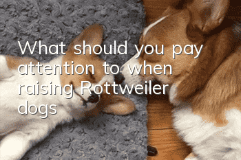 What should you pay attention to when raising Rottweiler dogs?