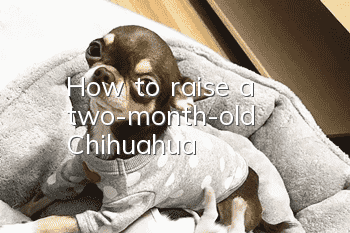 How to raise a two-month-old Chihuahua