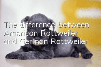 The difference between American Rottweiler and German Rottweiler