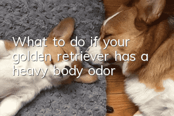 What to do if your golden retriever has a heavy body odor