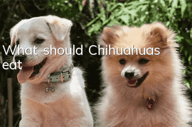 What should Chihuahuas eat?