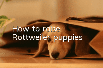 How to raise Rottweiler puppies