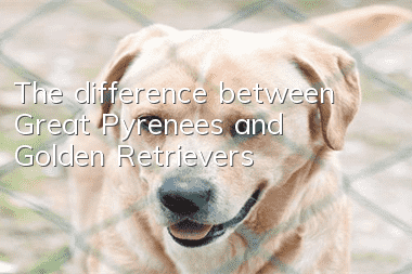 The difference between Great Pyrenees and Golden Retrievers