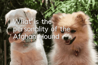 What is the personality of the Afghan Hound?